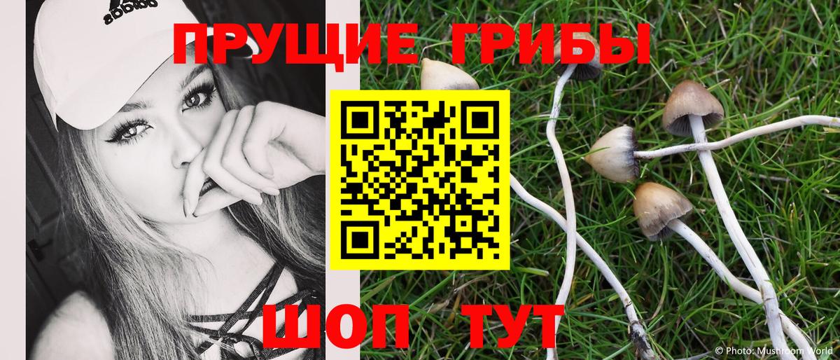 Галлюциногенные грибы Psilocybe Каспийск
